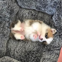 Pembroke Welsh Corgi Puppies from Signature Corgi's