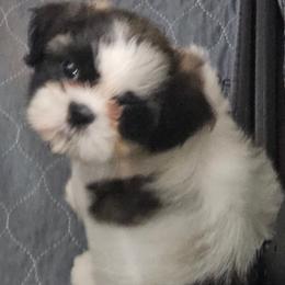 Blue collar  boy - Tricolor male Shih Tzu puppy in Woodsfield, Ohio from ROSE LANE SHIH TZUS