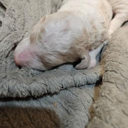Buttercup (cream) - Parti female Poodle puppy in Snowflake, Arizona from TaylorMade Standard Poodles