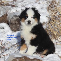 Geo, blue eyes - Black tri male Miniature American Shepherd puppy in Hillsdale, Michigan from Faithwalk Aussies and Mini American Shepherds
