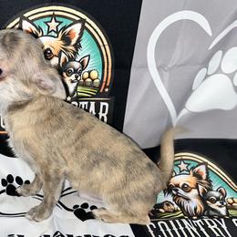 Stabler - Blue brindled fawn male Chihuahua puppy in Palmyra, Indiana from Country Star Chihuahuas