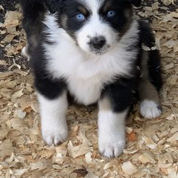 Australian Shepherd Puppies from Spectacular Aussies