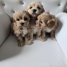 Girl 2 - Cream female Maltipoo puppy in Washington from Mt.BakerPoodles&Doodles