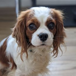 Piper - Cavalier King Charles Spaniel