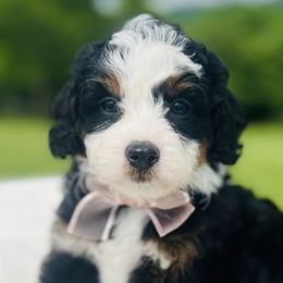Bernedoodles, Cavapoos, and Goldendoodles from Padgetts Hill Puppies