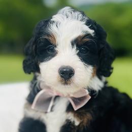 Bernedoodles, Cavapoos, and Goldendoodles from Padgetts Hill Puppies