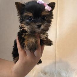 Chanel - Black and tan female Yorkshire Terrier puppy in Surprise, Arizona from Enchanted Yorkies