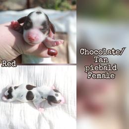 Red - Chocolate and tan female Dachshund puppy in Allons, Tennessee from Amber's Flock Homestead