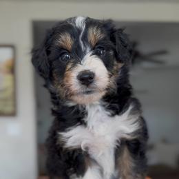 Black tri - female Australian Mountain Doodle puppy in Spanish Fork, Utah from Little Puppy Co.