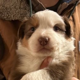 Australian Shepherd Puppies from Cherry City Kennels