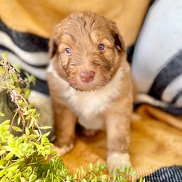 Malachi - Brown and white male Aussiedoodle puppy in Eastman, Georgia from Dood B Ranch