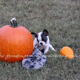 Boston Terrier and French Bulldog Puppies from Freedom Bostons