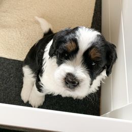 Bernedoodle Puppies from Lovable Bernedoodles