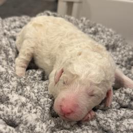 Purple - White female Sheepadoodle puppy in Fayette, Alabama from Luxapallila Sheepadoodles