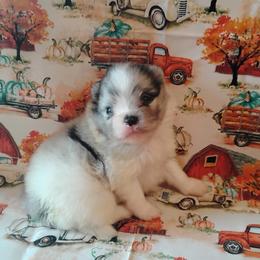 Blueberry - Blue parti male Pomeranian puppy in Northport, Alabama from 007 Hamilton Pomeranians