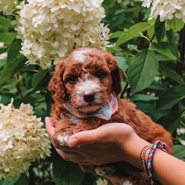 Rose - Red female Cavapoo puppy in Spencerville, Indiana from Cavapoo Corner