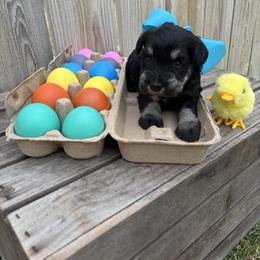 Blue girl - Black and silver female Miniature Schnauzer puppy in Garrison, Texas from RNH Schnauzers
