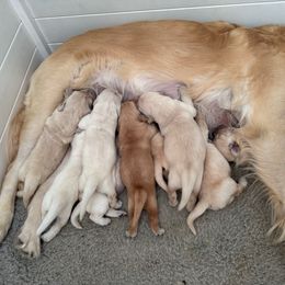 Girl 3 - Dark golden female Golden Retriever puppy in Turner, Maine from Bear Pond Retrievers