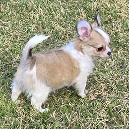Dora 4500 - Black sabled fawn female Chihuahua puppy in Tulsa, Oklahoma from Hart's Chihuahuas