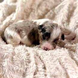 Boy 3 - Merle male Bernedoodle puppy in Salt Lake County, Utah from Coco Avenue Pups