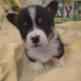 Louis Vitton - Black and tan male Pembroke Welsh Corgi puppy in Decatur, Illinois from Smilin Corgis