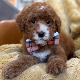 LR-Red Boy - Red  male Goldendoodle puppy in Lewisville, Texas from Texas Goldendoodle Lovers