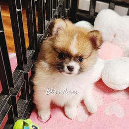 Pierce - Cream sable parti male Pomeranian puppy in Ponca City, Oklahoma from Bliss Acres Farm