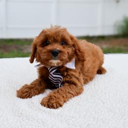 Winston - Red male Cavapoo puppy in Apopka, Florida from Rae Precious Puppies