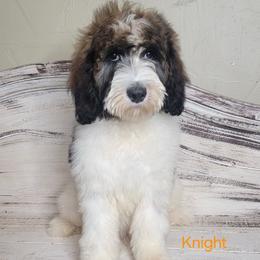 Knight (Orange Collar) - Parti male Goldendoodle puppy in Scurry, Texas from 07 Seven Oaks Goldens and Doodles