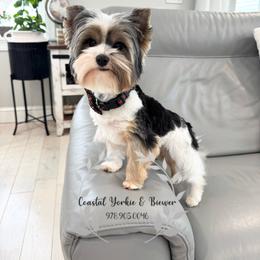 Gucci Poochette - Biewer Terrier