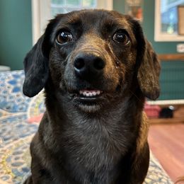 Happy girl - Dachshund