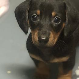 Dachshunds from Shar’s Precious Mini’s
