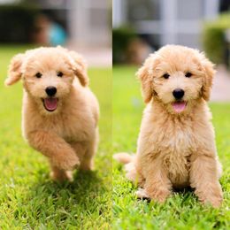 "English Goldendoodle Puppy from Moss Creek Goldendoodles" Goldendoodle and Schnoodle Puppies from Moss Creek Goldendoodles