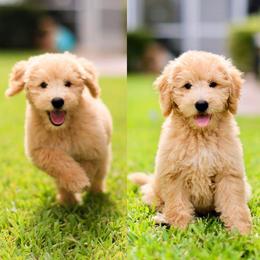 "English Goldendoodle Puppy from Moss Creek Goldendoodles" Goldendoodle and Schnoodle Puppies from Moss Creek Goldendoodles