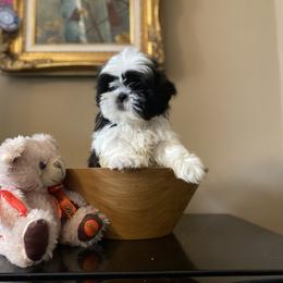 Boy 2 - Black and white male Shih Tzu puppy in Troy, Michigan from "Shihtzu Best Friend"