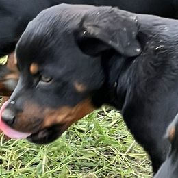Boy 2 - Black and rust Rottweiler puppy in Fowler, Ohio from Pushing Performance Rottweilers