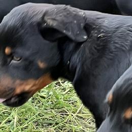 Boy 2 - Black and rust Rottweiler puppy in Fowler, Ohio from Pushing Performance Rottweilers