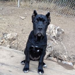 Belle - Black brindle female Cane Corso puppy in Diamond Springs, California from Solo Uno Cane Corso
