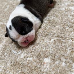 Luca - Black brindle and white male Boston Terrier puppy in Madera Acres, California from Muggin Bostons Terriers and Mini Dachshund
