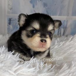 Windy - 2500 - Breeder hold - Black and white female Pomsky puppy in Spring Hill, Florida from www.PuppyTimeEmporium.com