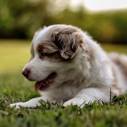 Australian Shepherd Puppies from Larkwood Australian Shepherds