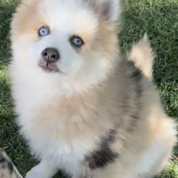 Dandelion - Merle male Pomsky puppy in Scandinavia, Wisconsin from Bonnie’s Little Fluffys