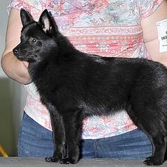 Schipperkes and Siberian Huskies from Yuki Ookami Show Kennel