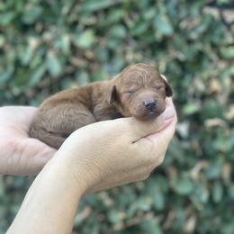 Girl 2 - female Poodle puppy in Modesto, California from Dry Creek Poodles