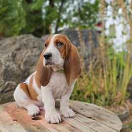 Sodapop - Mahogany and white male Basset Hound puppy in Valley, Washington from Peaceful Valley Paws