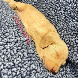 Goldendoodle and Poodle Puppies from SnickerDoodlePups