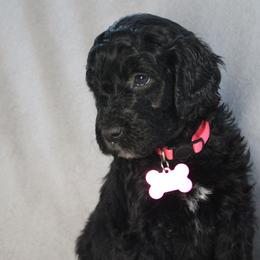 Cupid - Black female Goldendoodle puppy in Howard City, Michigan from Doodles and Chaos