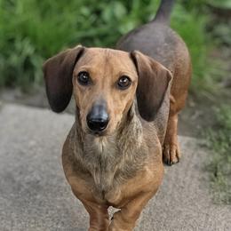 Hickory - Dachshund