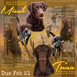 Labrador Retriever puppies from Alpha Retrievers