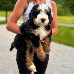 Freddie - Tri-color male Bernedoodle puppy in Sugarcreek, Ohio from Cuddly Companion Doodles